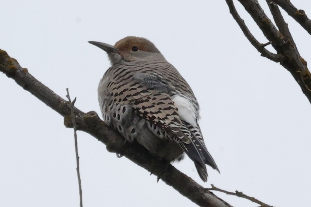 Northern Flicker (Red-shafted) - ML646304038