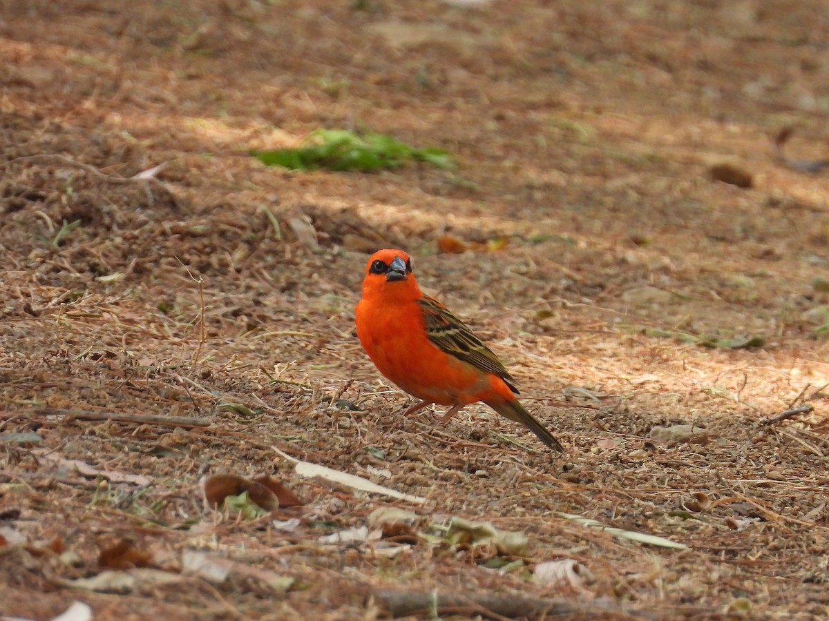 Red Fody - ML646304039