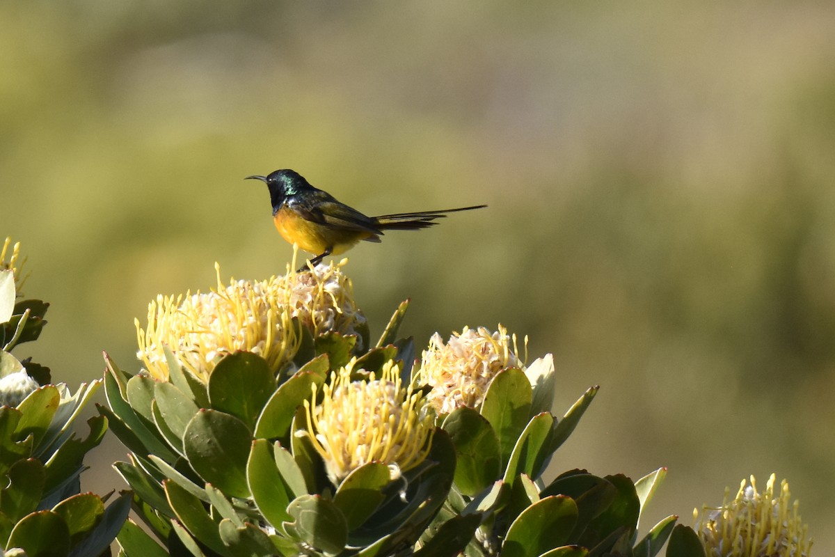 Orange-breasted Sunbird - ML646304040