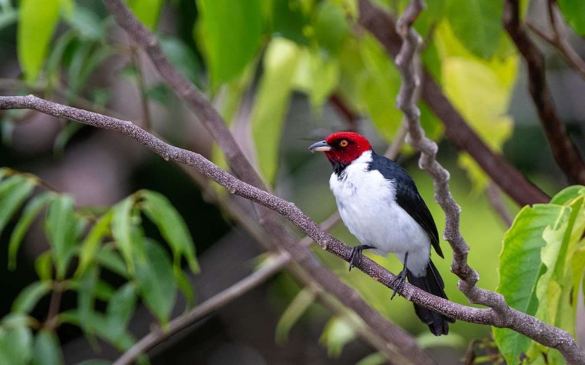 Red-capped Cardinal - ML646304041