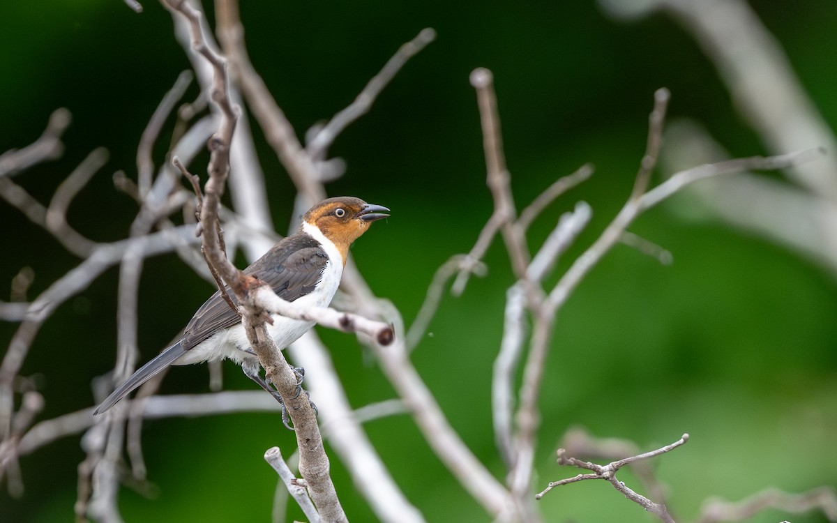 Red-capped Cardinal - ML646304042