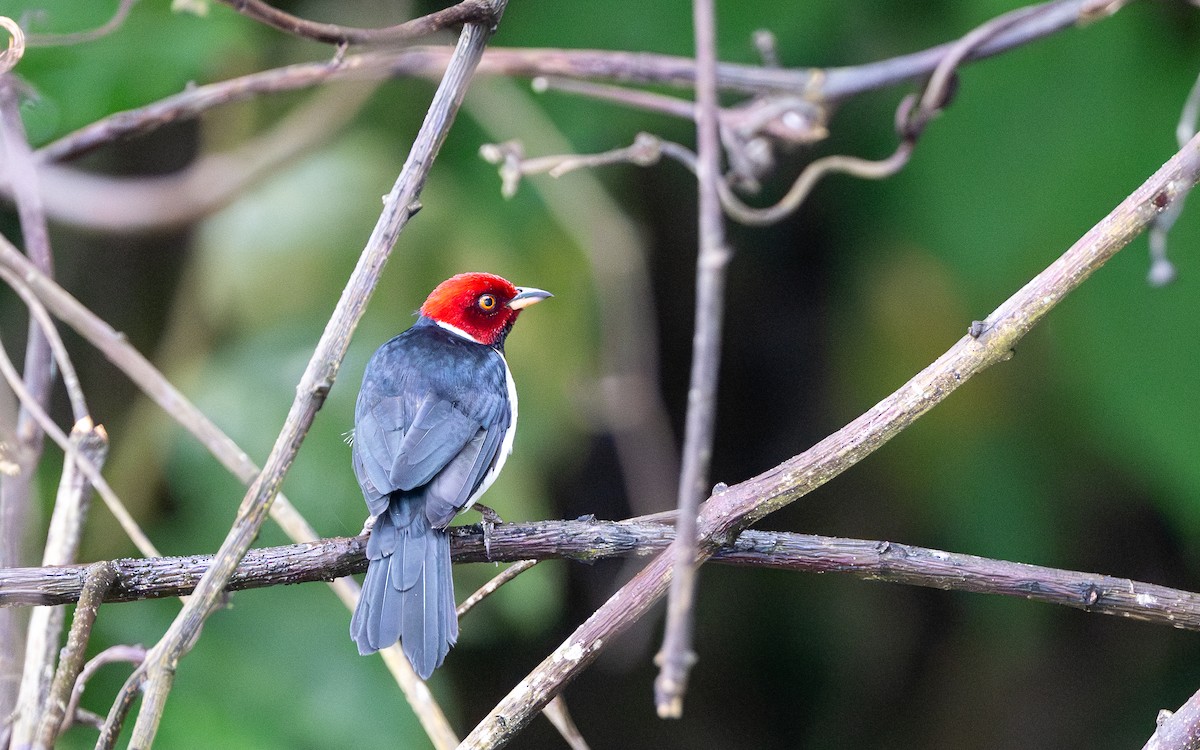 Red-capped Cardinal - ML646304043