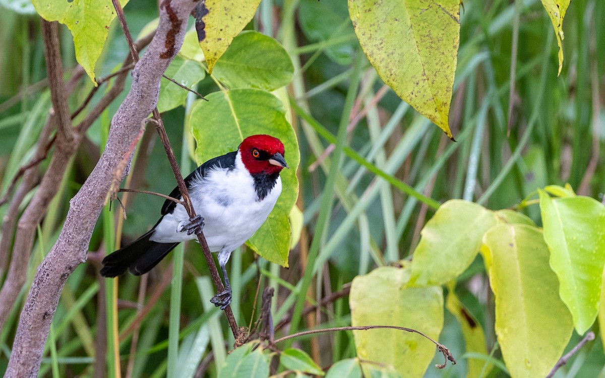 Red-capped Cardinal - ML646304044