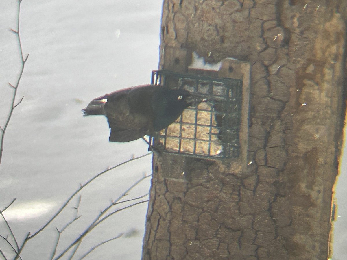 Common Grackle (Bronzed) - ML646304054