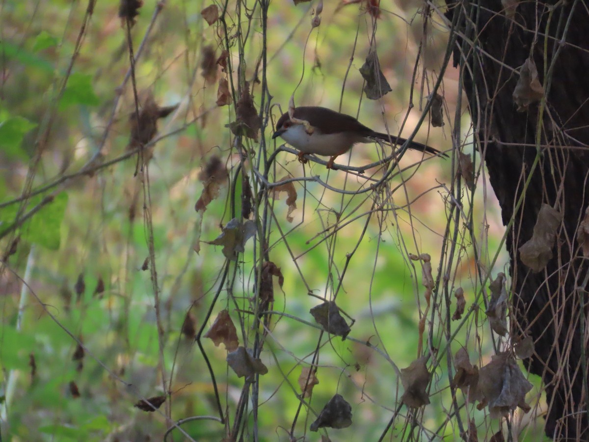 Yellow-eyed Babbler - ML646304056