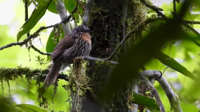 Таматія андська - ML646304057