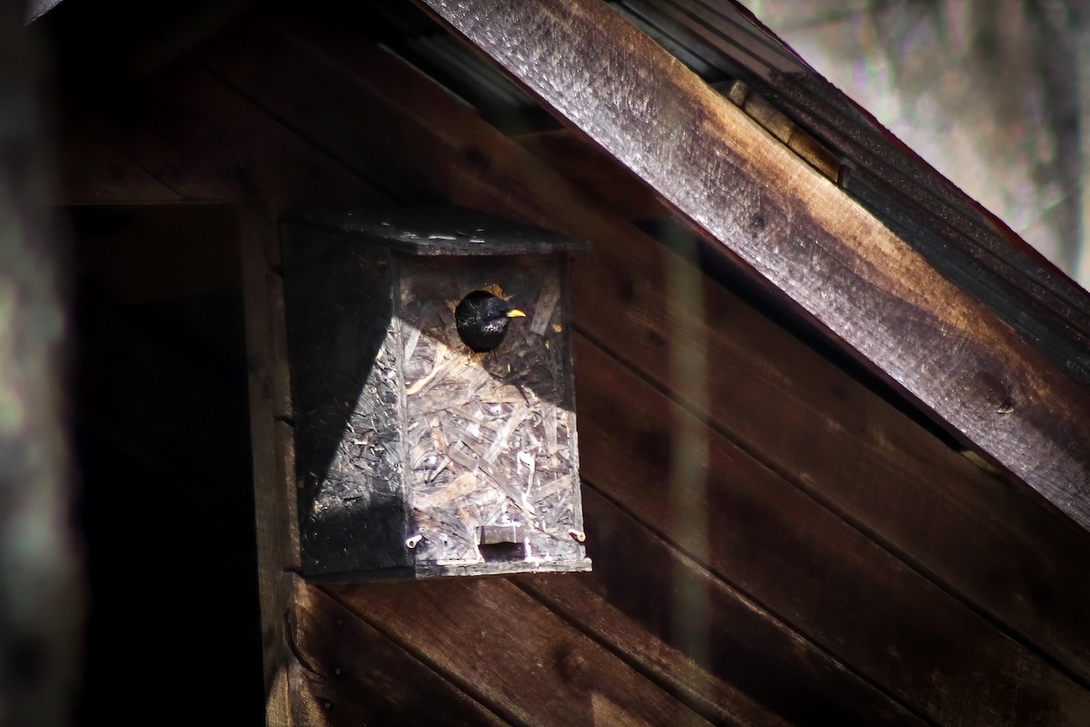 European Starling - ML646304058