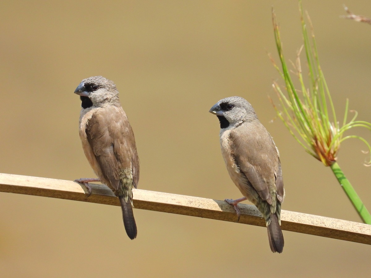 gassermannikin - ML646304062