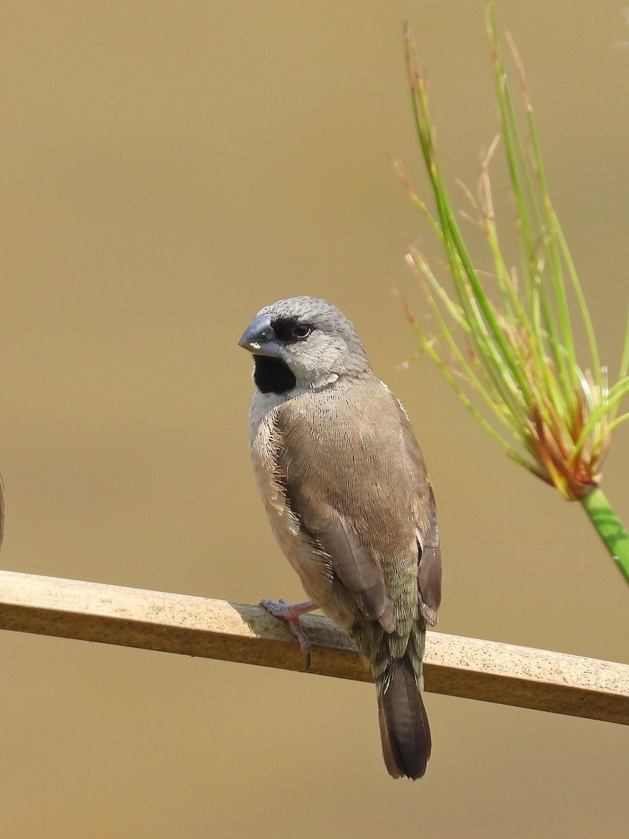 gassermannikin - ML646304063