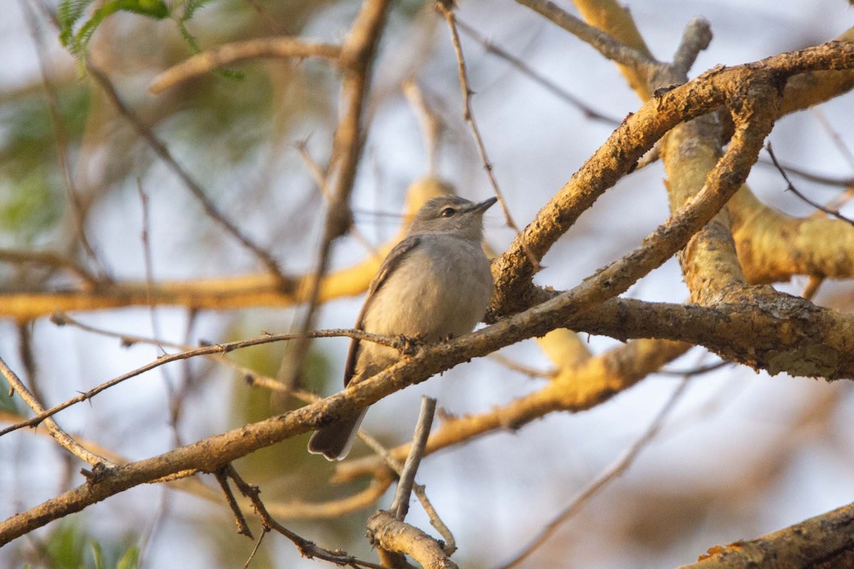 Gray Tit-Flycatcher - ML646304065