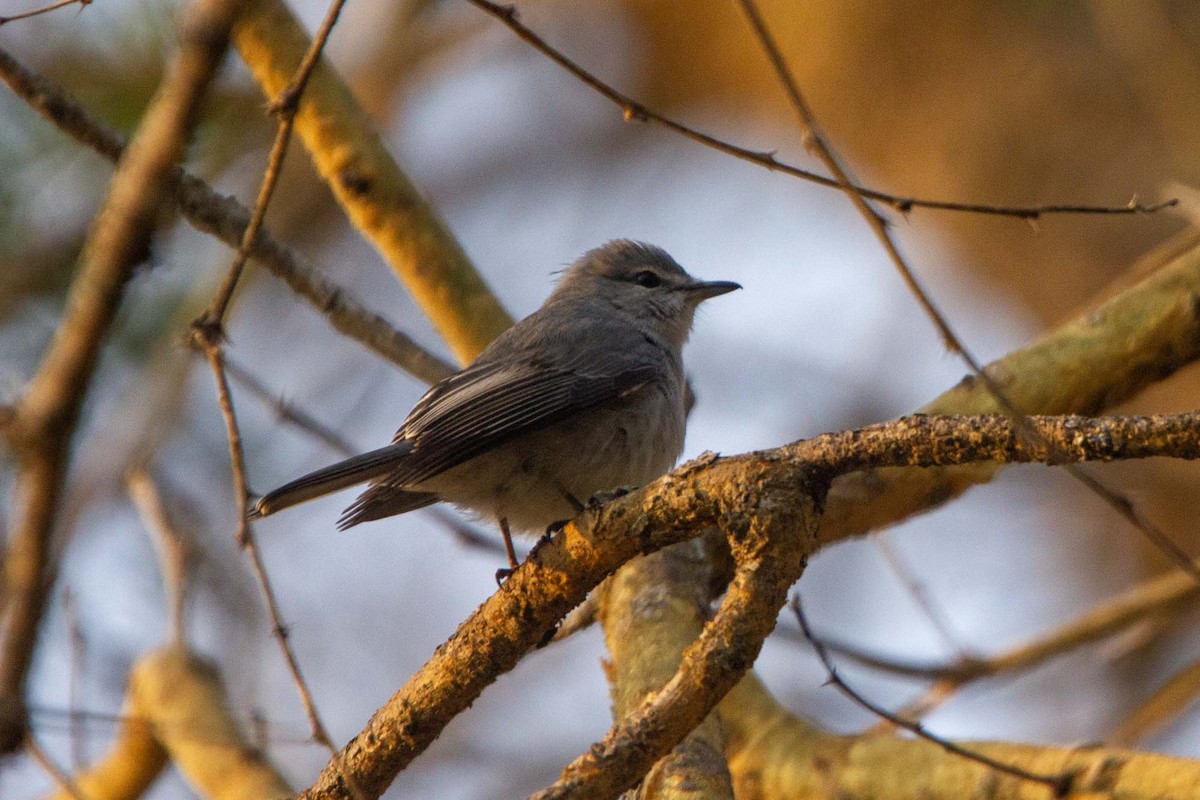 Gray Tit-Flycatcher - ML646304066