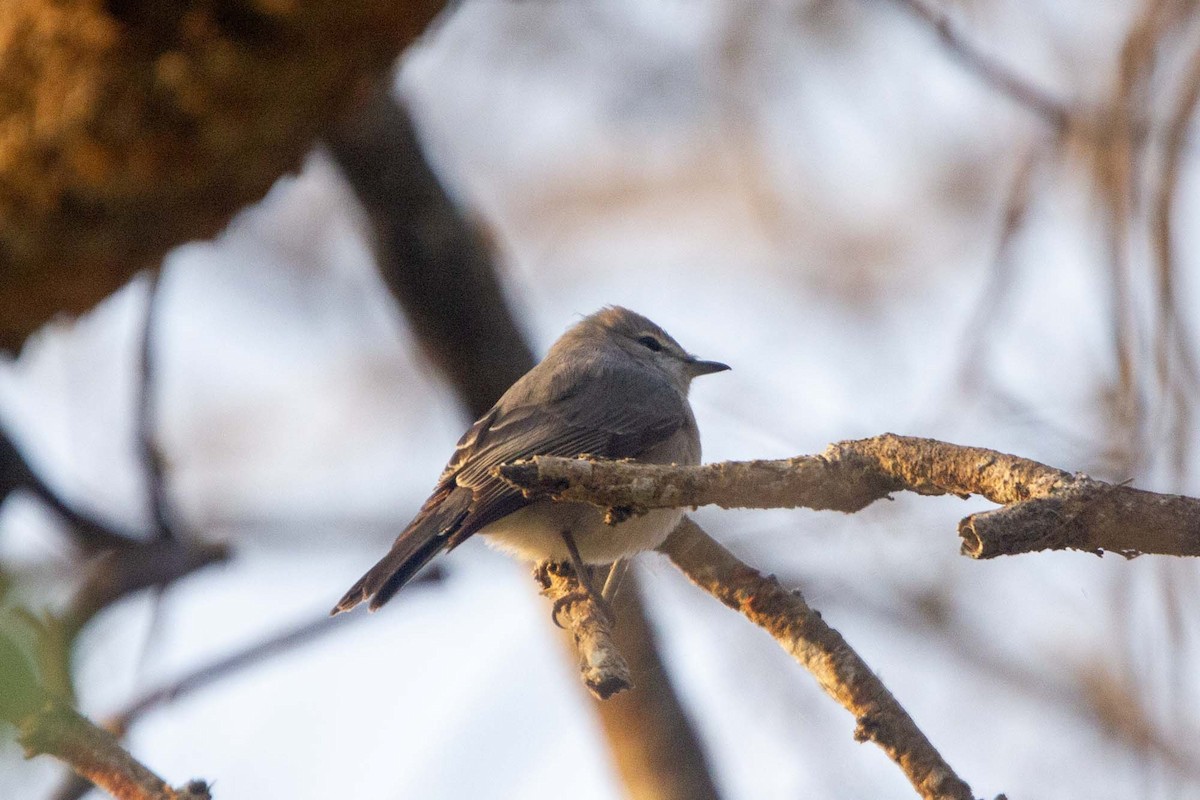 Gray Tit-Flycatcher - ML646304067