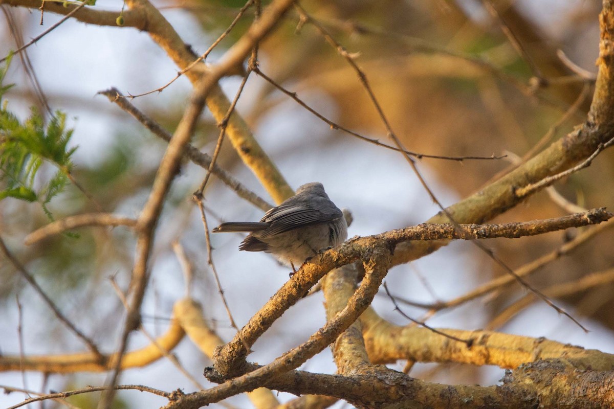 Gray Tit-Flycatcher - ML646304068
