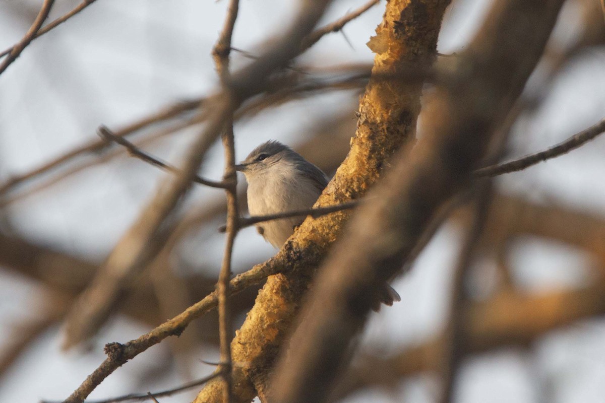 Gray Tit-Flycatcher - ML646304069