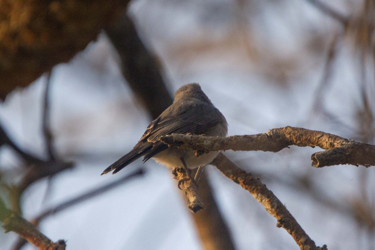 Gray Tit-Flycatcher - ML646304070