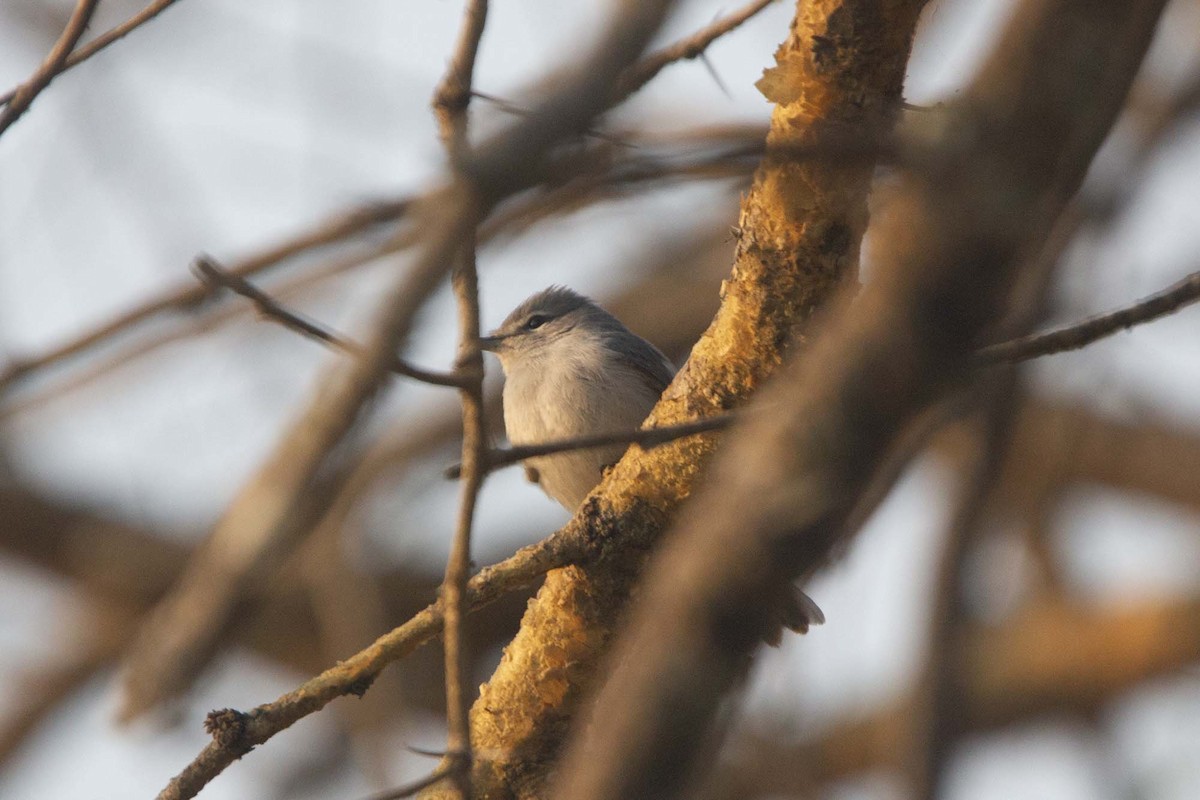 Gray Tit-Flycatcher - ML646304071