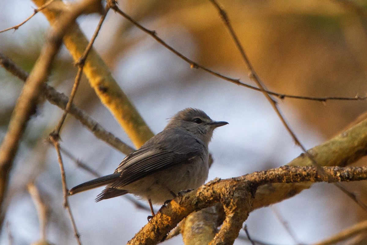 Gray Tit-Flycatcher - ML646304072