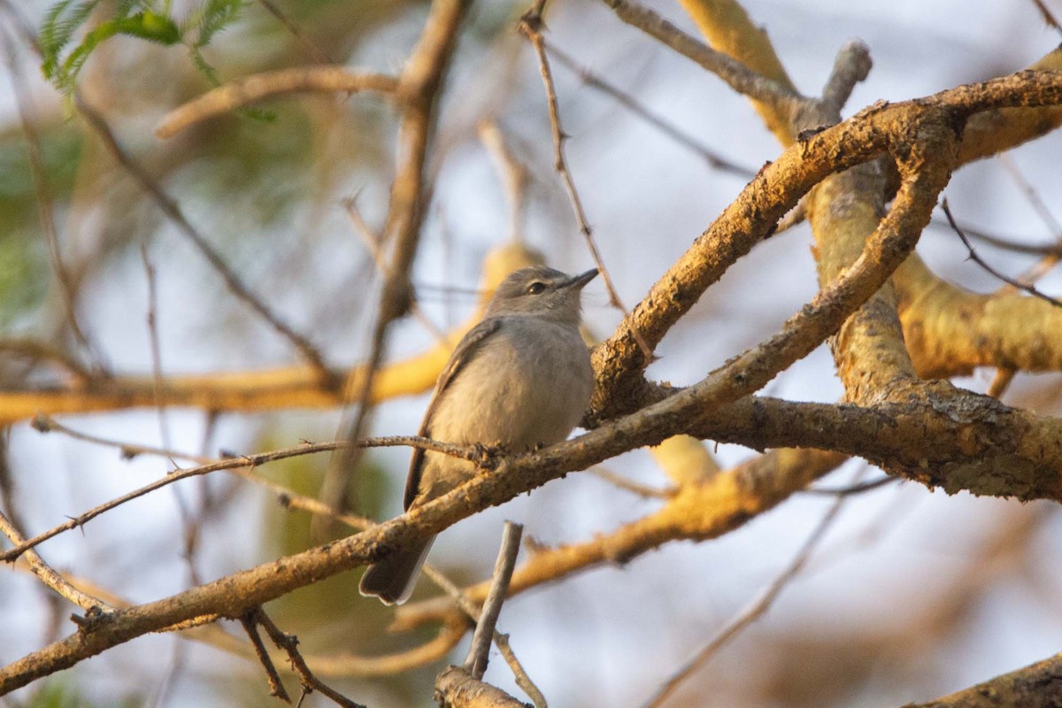Gray Tit-Flycatcher - ML646304073