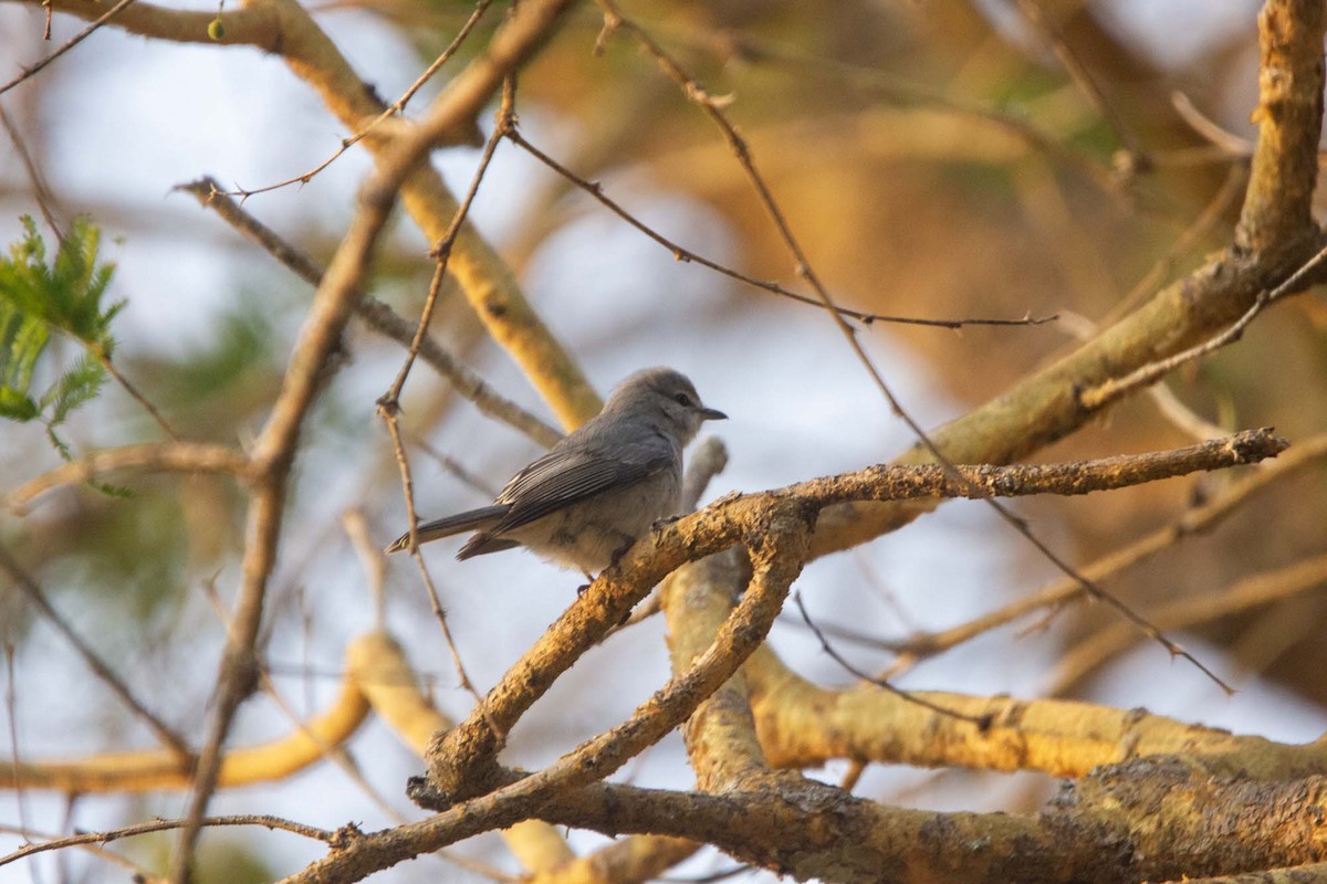 Gray Tit-Flycatcher - ML646304074