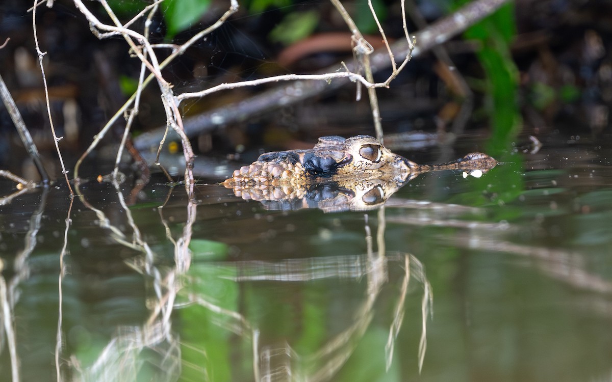 Typical Caimans - ML646304084