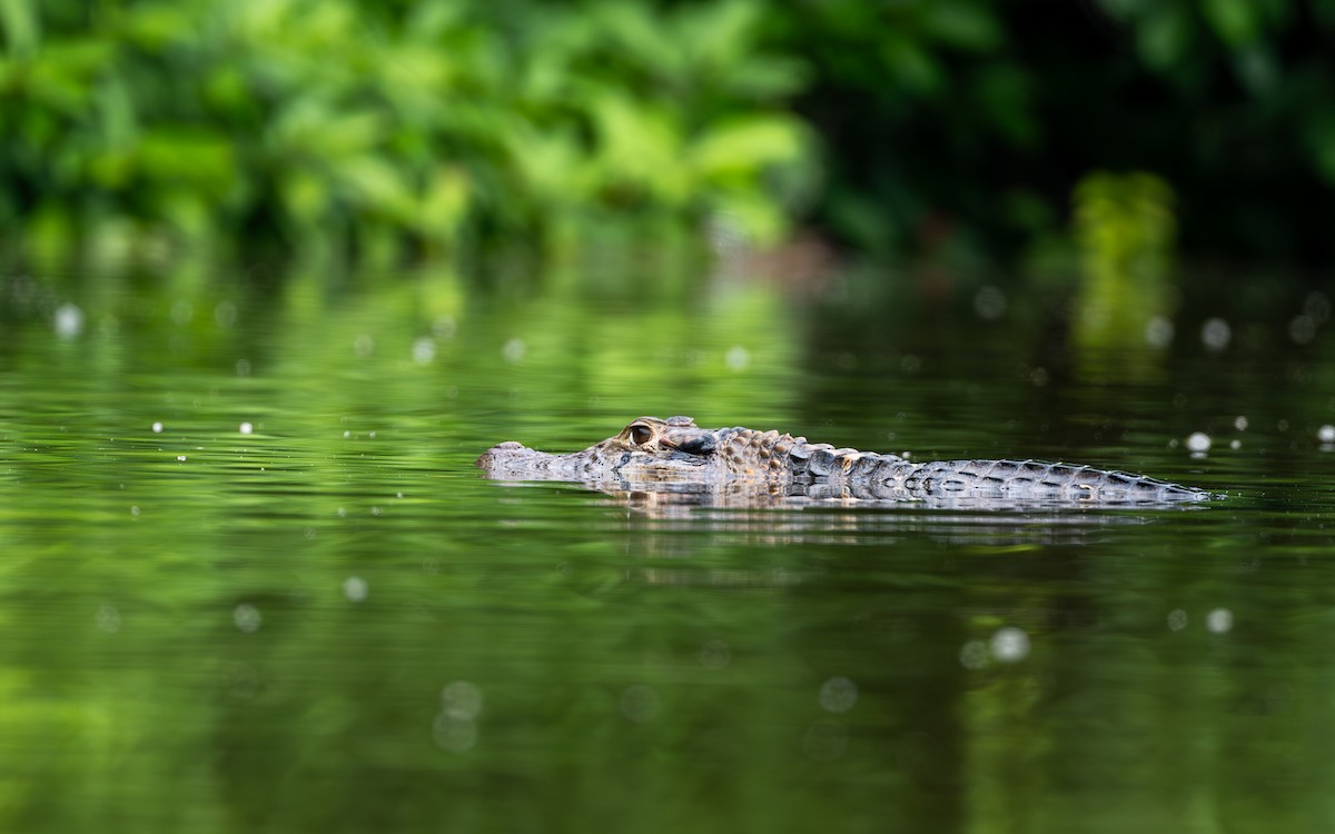 Typical Caimans - ML646304085