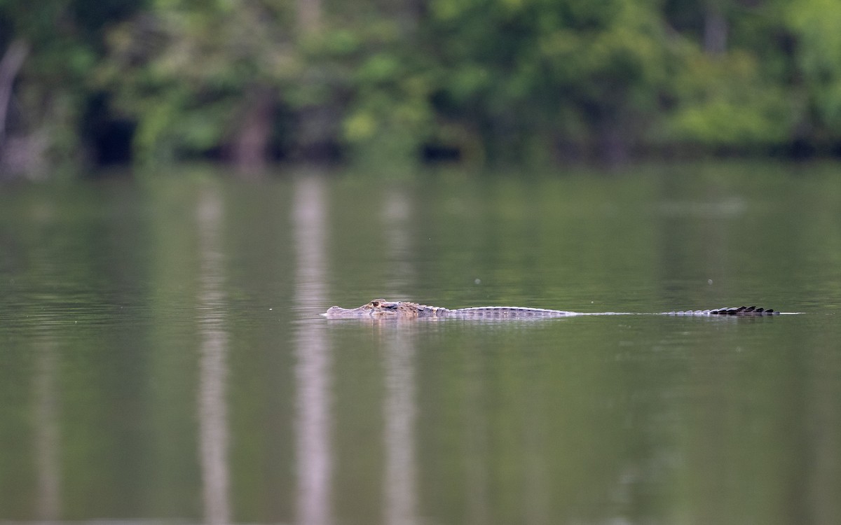 Typical Caimans - ML646304086