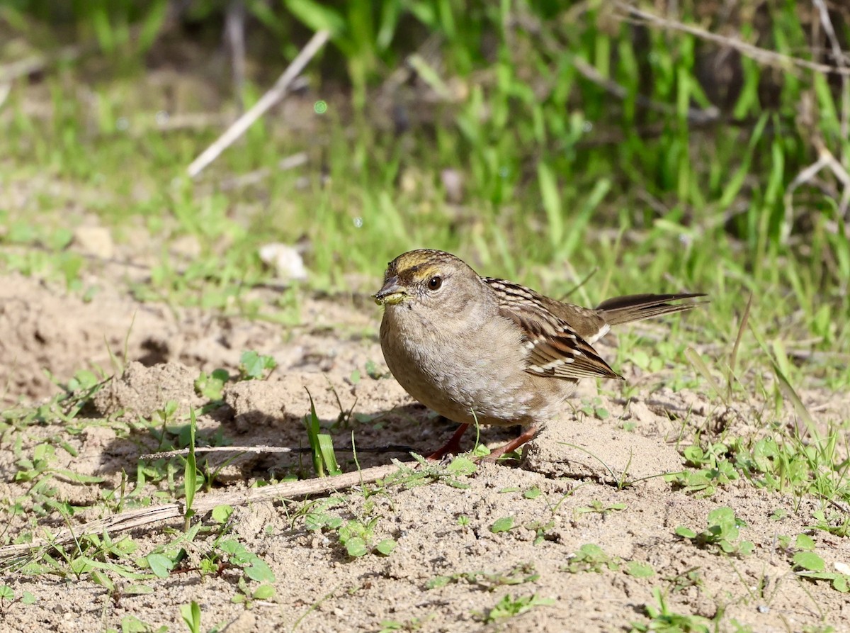 Golden-crowned Sparrow - ML646304091