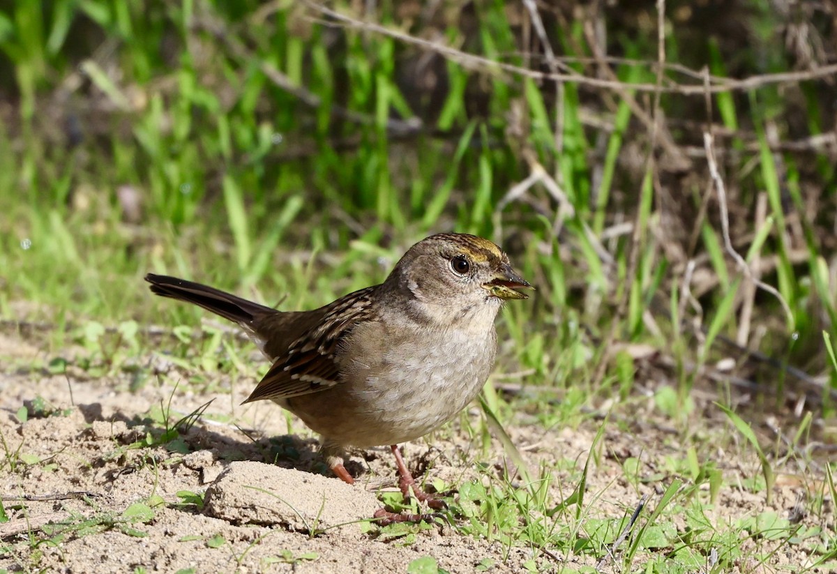 Golden-crowned Sparrow - ML646304092