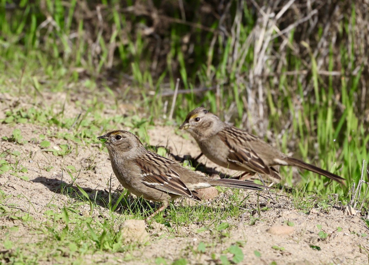 Golden-crowned Sparrow - ML646304093