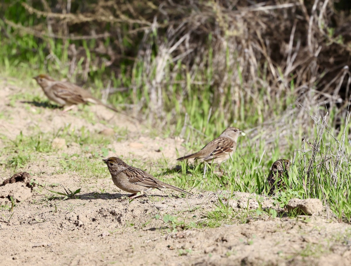 Golden-crowned Sparrow - ML646304094