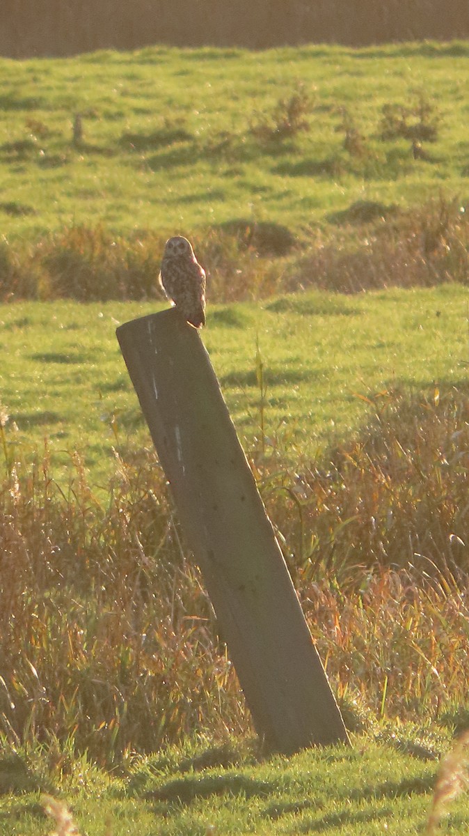 Short-eared Owl - ML646304104