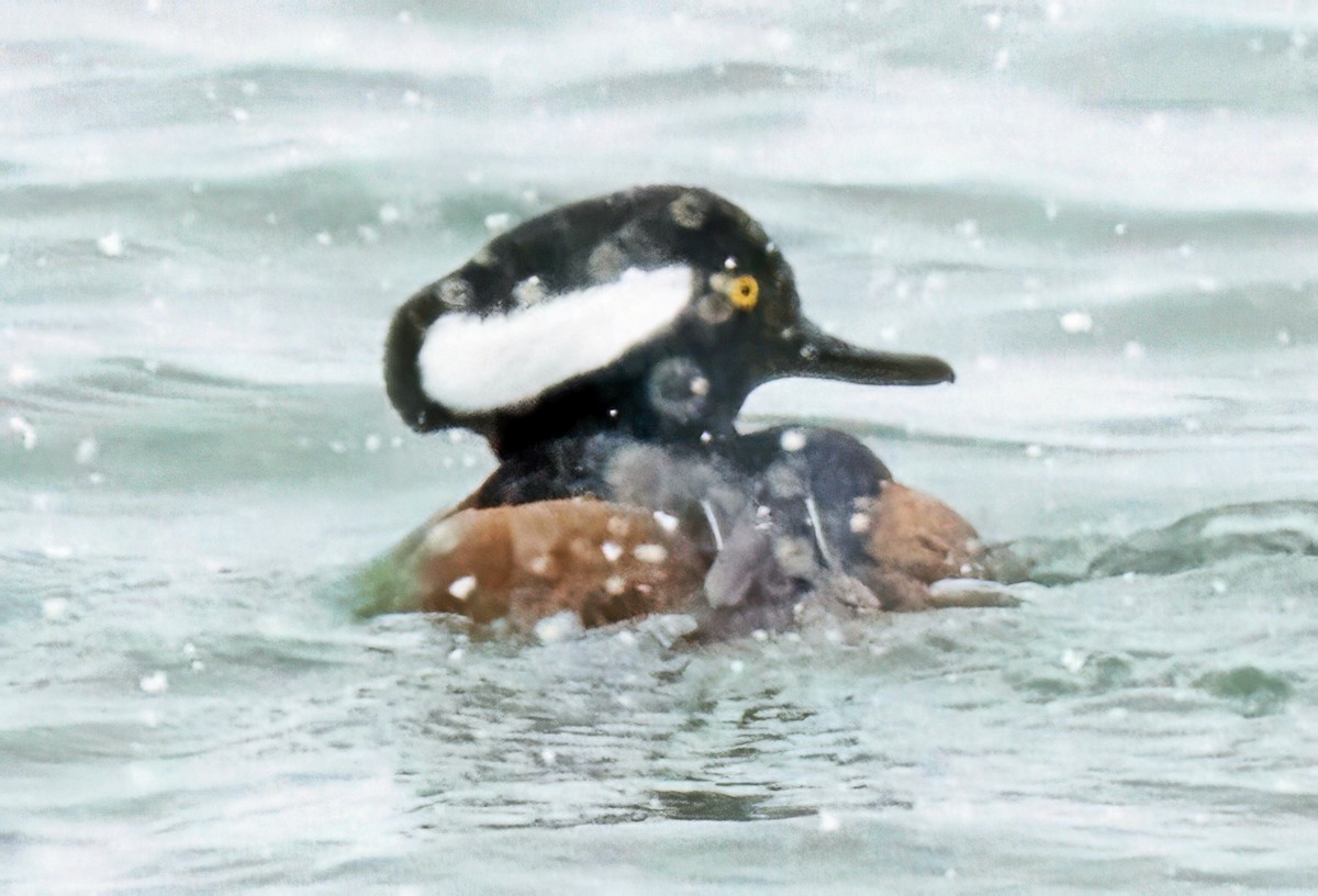Hooded Merganser - ML646304108