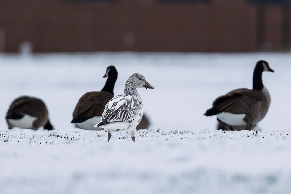 Oca delle nevi - ML646304109