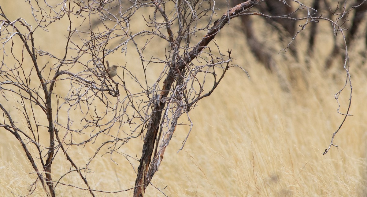 Grass Wren - ML646304112