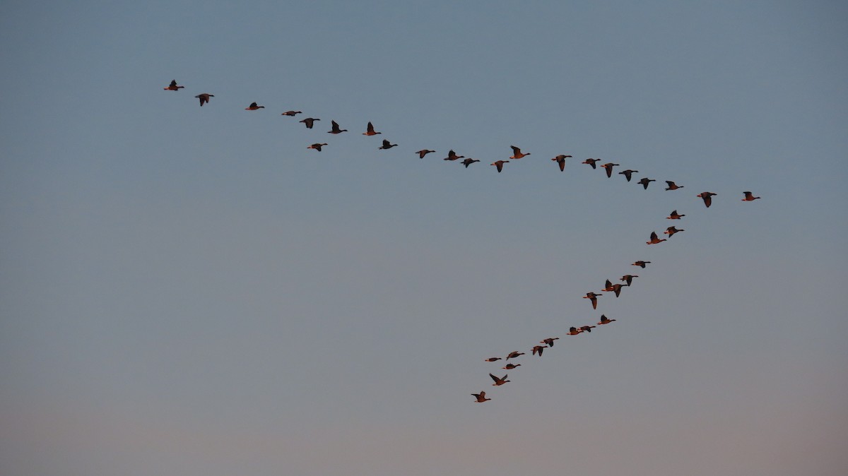 Pink-footed Goose - ML646304116