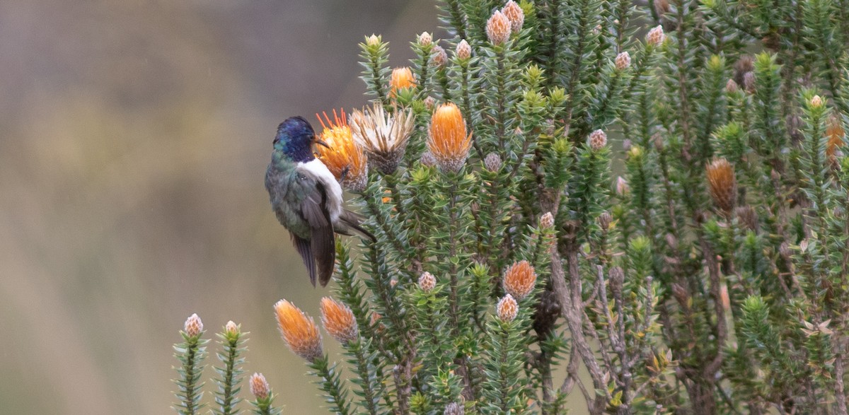 Ecuadorian Hillstar - ML646304117