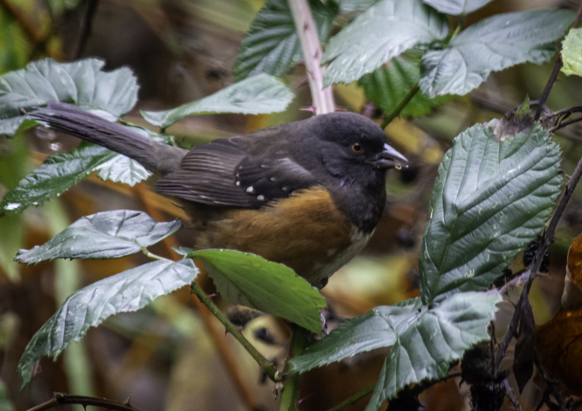 Spotted Towhee - ML646304120