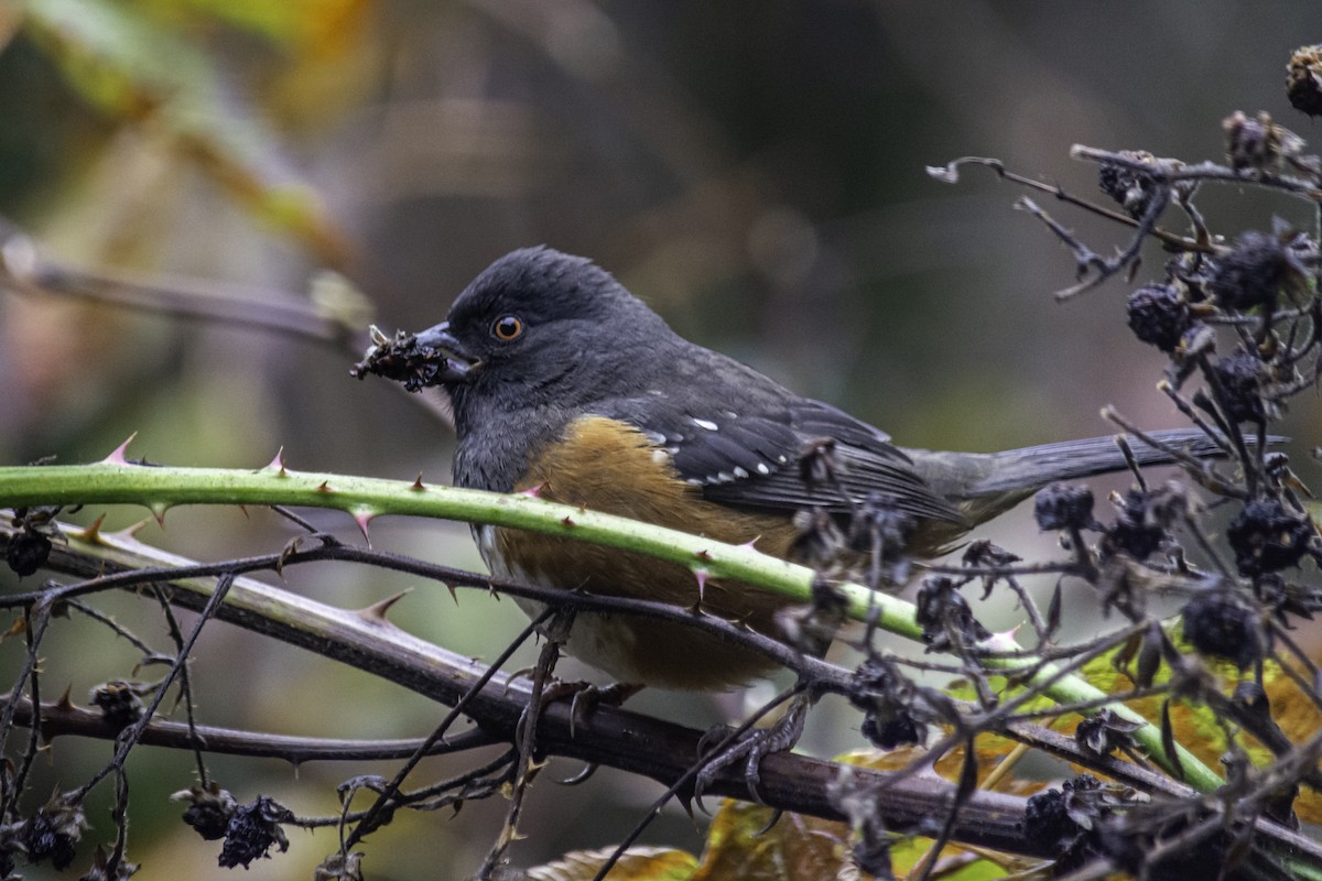 Spotted Towhee - ML646304121