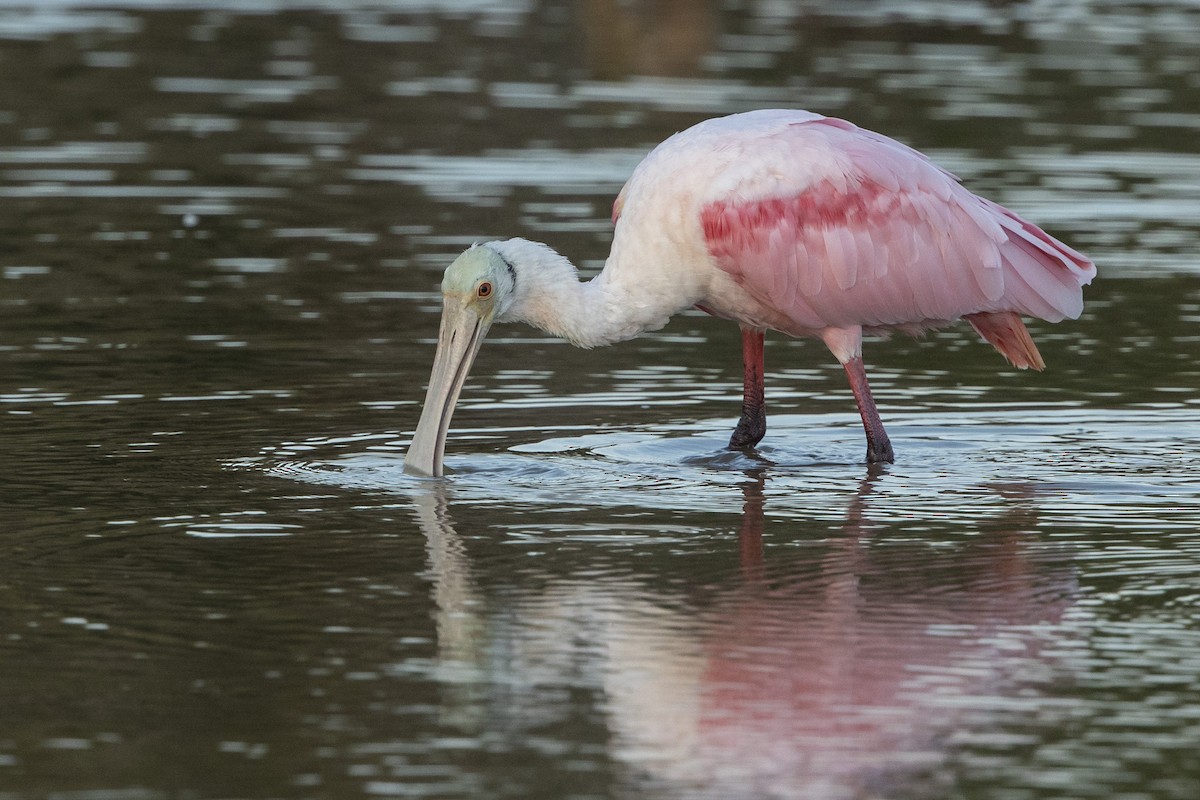 Roseate Spoonbill - ML646304122