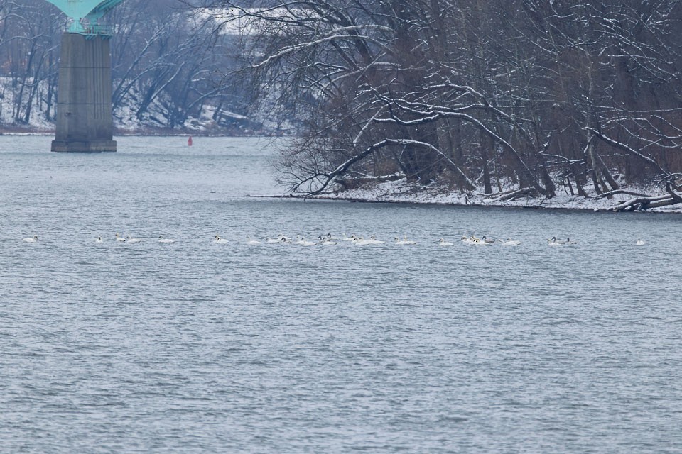 Tundra Swan - ML646304124