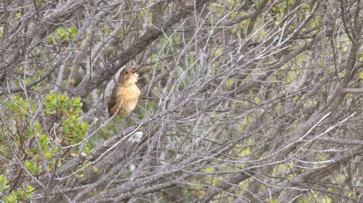 Tawny Antpitta - ML646304126