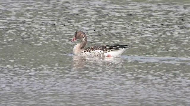 Antzara hankagorrizta - ML646304128