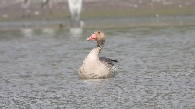 Antzara hankagorrizta - ML646304129