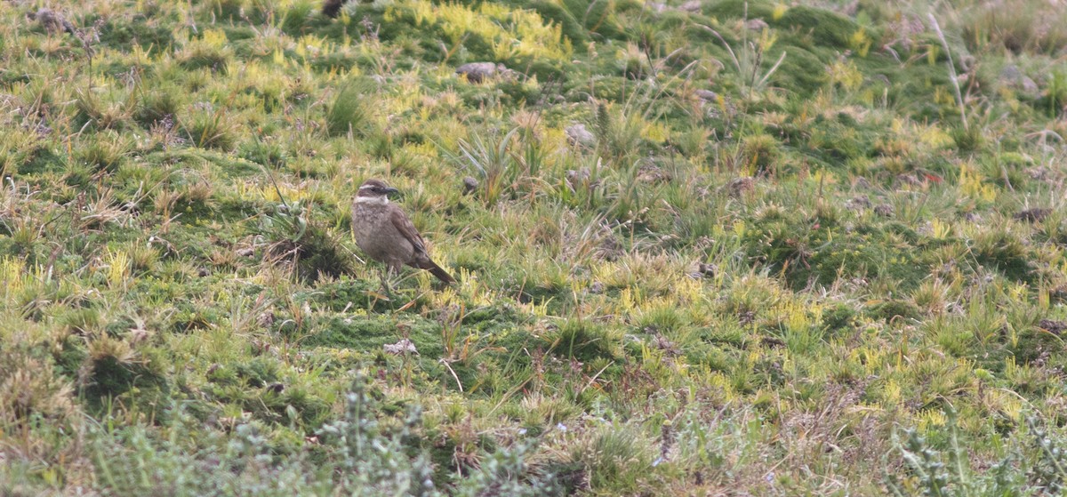 Stout-billed Cinclodes - ML646304130