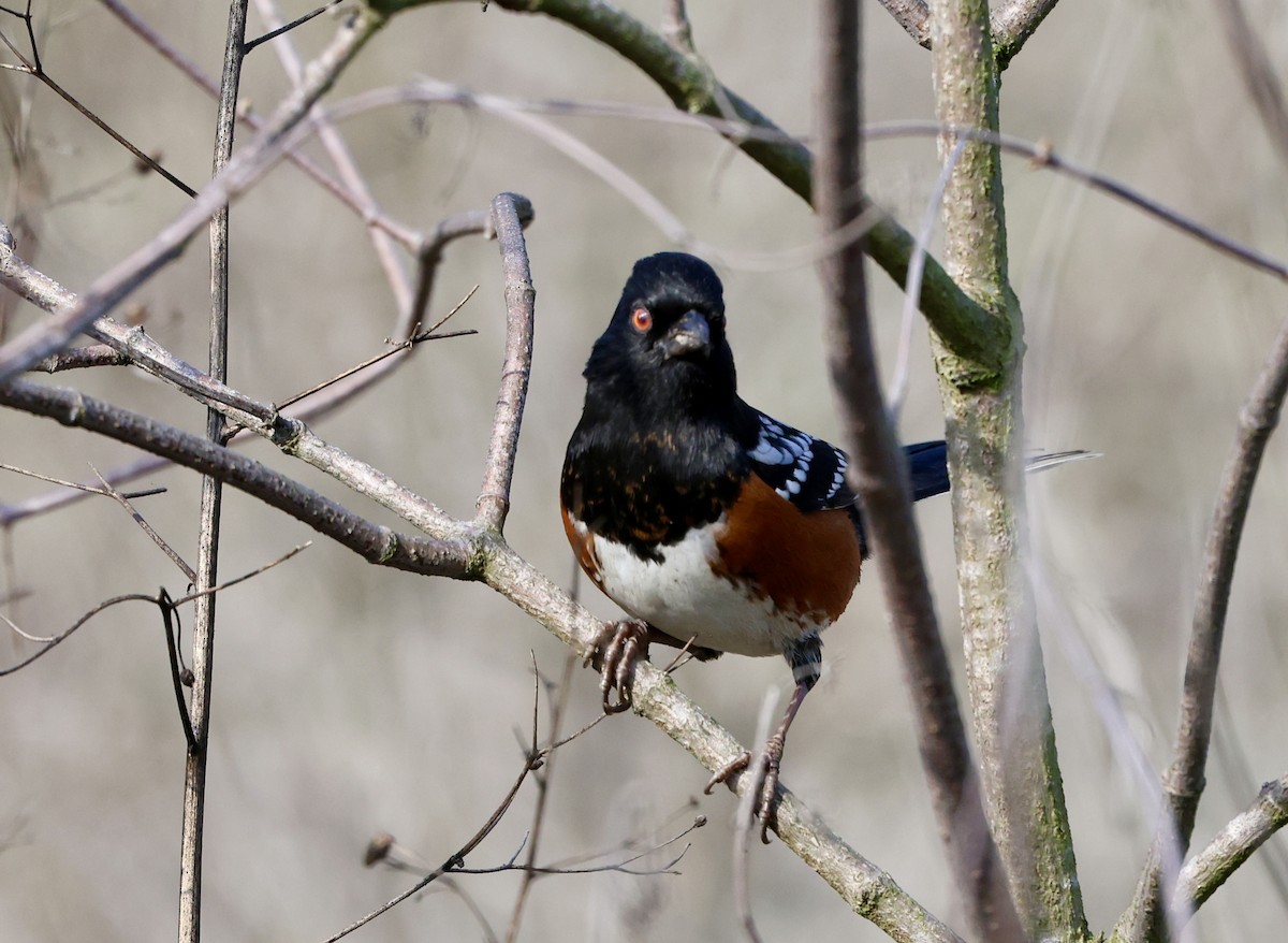 Spotted Towhee - ML646304131