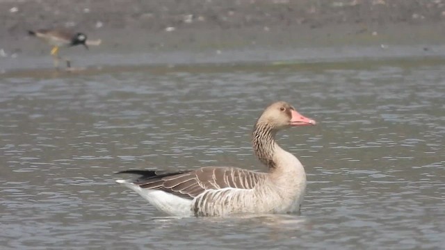 Antzara hankagorrizta - ML646304132