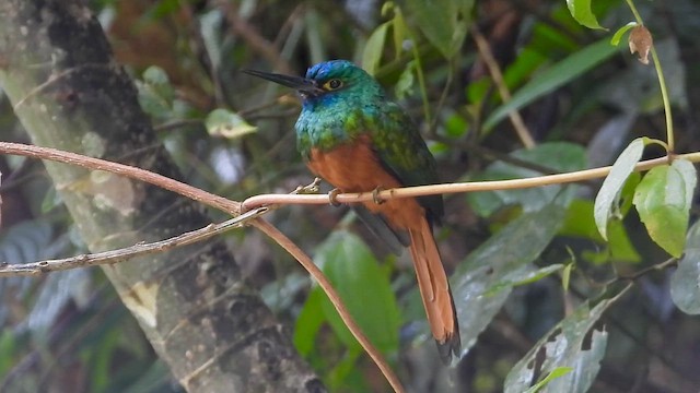 Coppery-chested Jacamar - ML646304133