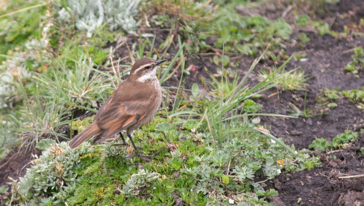 Chestnut-winged Cinclodes - ML646304134