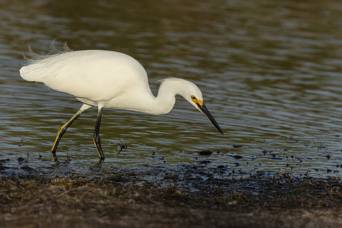 Snowy Egret - ML646304135