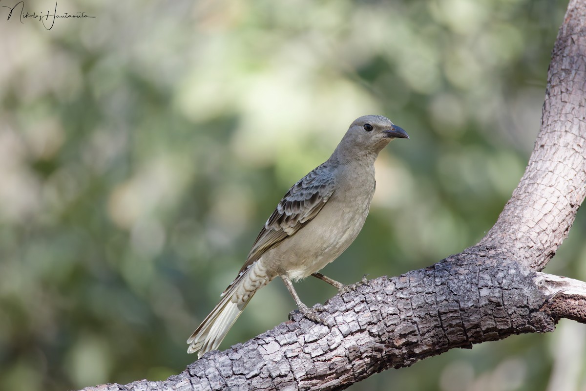 Great Bowerbird - ML646304137
